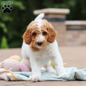 Millie, Standard Poodle Puppy